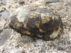Kinosternon