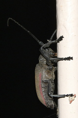 Ceroplesis ferrugator