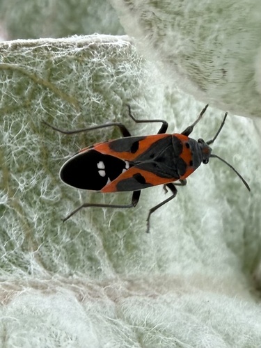 iNaturalist observation photo of Small Milkweed Bug