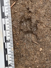 Otospermophilus beecheyi