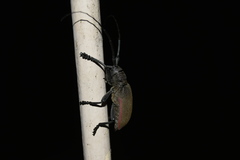 Ceroplesis ferrugator