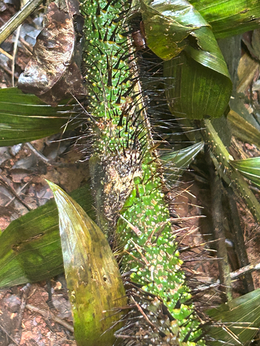 Calamus vitiensis observed 2026-05-03