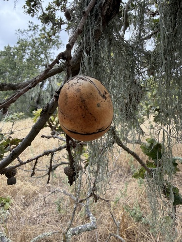 iNaturalist observation photo of California Gall Wasp