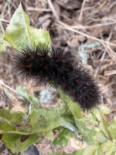 iNaturalist observation photo of Painted Tiger Moth
