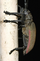Ceroplesis ferrugator