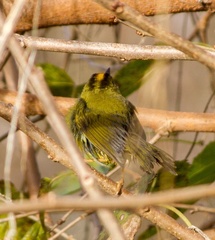 Myiothlypis bivittata
