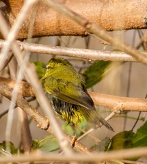 Myiothlypis bivittata