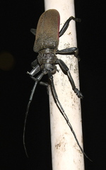 Ceroplesis ferrugator