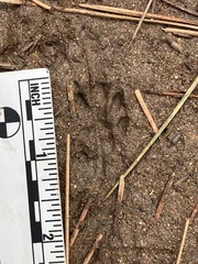 Otospermophilus beecheyi