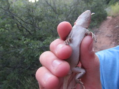 Sceloporus graciosus graciosus