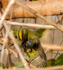 Myiothlypis bivittata