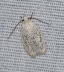 Durrantia piperatella