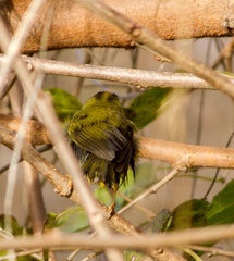 Myiothlypis bivittata