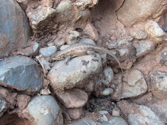 Sceloporus graciosus graciosus