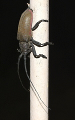 Ceroplesis ferrugator