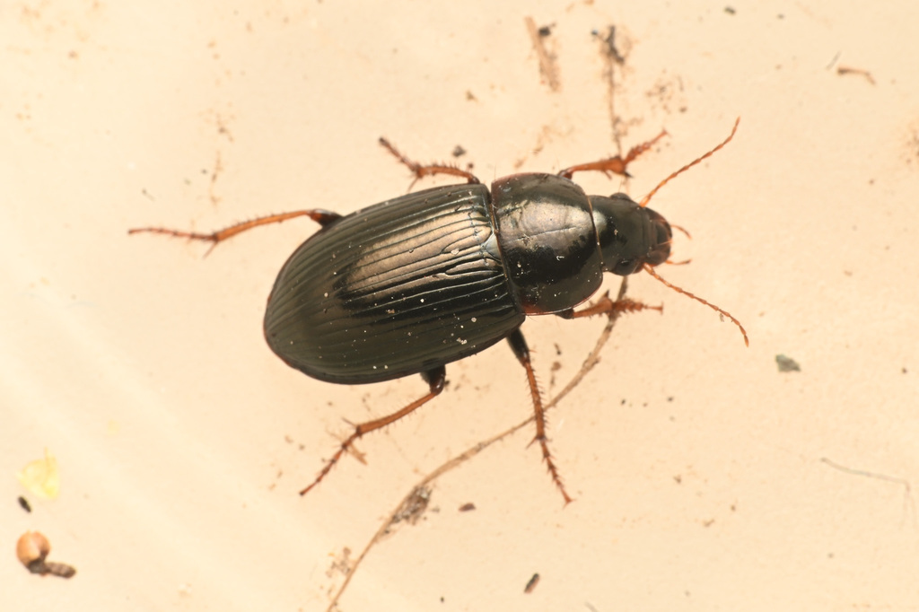 Amara insignis