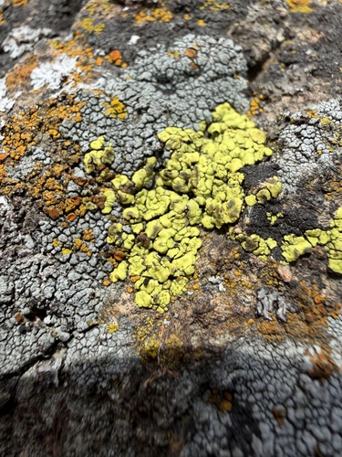 iNaturalist observation photo of cobblestone lichens
