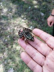 Lithobates spectabilis