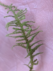 Claopodium
