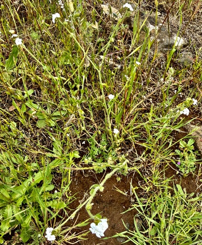 Plagiobothrys nothofulvus, photograph 4