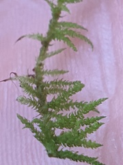 Claopodium