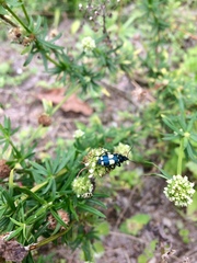 Astylus sexmaculatus