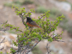 Phoenicurus ochruros rufiventris