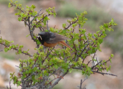 Phoenicurus ochruros rufiventris