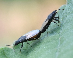 Oxycarenus