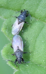 Oxycarenus