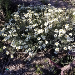 Zinnia acerosa