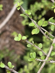 Coprosma ciliata, photograph author not stated, no rights reserved
