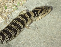 Cyclodomorphus gerrardii