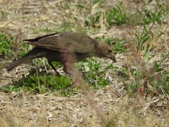 Icteridae