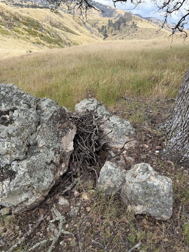iNaturalist observation photo of Woodrats