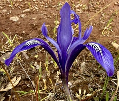 Iris macrosiphon, photograph author not stated, no rights reserved