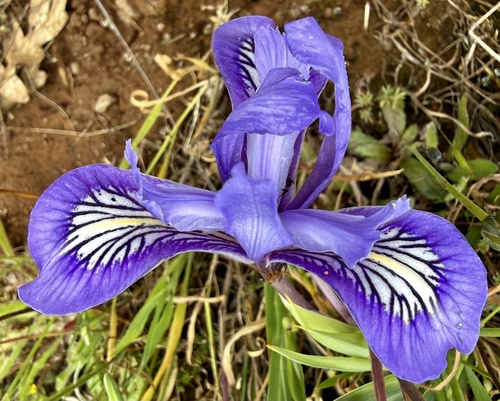 Iris macrosiphon, photograph 3