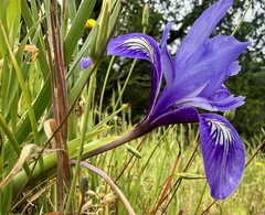 Iris macrosiphon, photograph author not stated, no rights reserved
