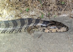 Cyclodomorphus gerrardii