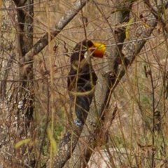 Ramphastos toco