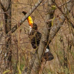 Ramphastos toco