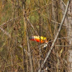 Ramphastos toco