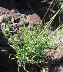 Teucrium glandulosum