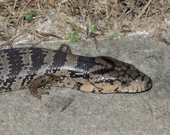 Cyclodomorphus gerrardii