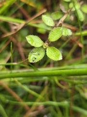 Coprosma ciliata