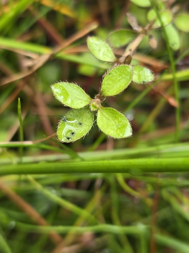 Coprosma ciliata, photograph 5