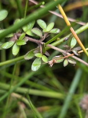 Coprosma ciliata, photograph author not stated, no rights reserved