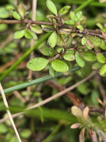 Coprosma ciliata, photograph 3
