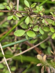 Coprosma ciliata, photograph author not stated, no rights reserved