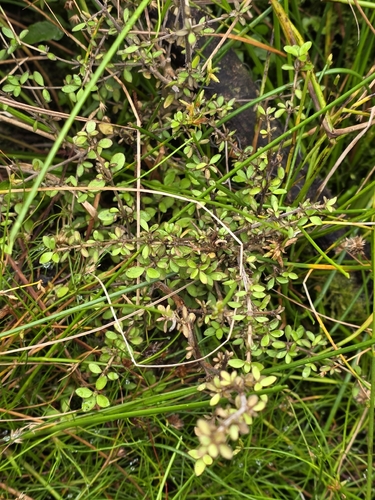 Coprosma ciliata, photograph 4